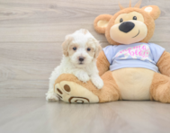 8 week old Maltipoo Puppy For Sale - Windy City Pups