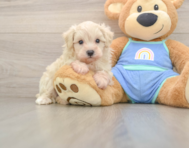 9 week old Maltipoo Puppy For Sale - Windy City Pups