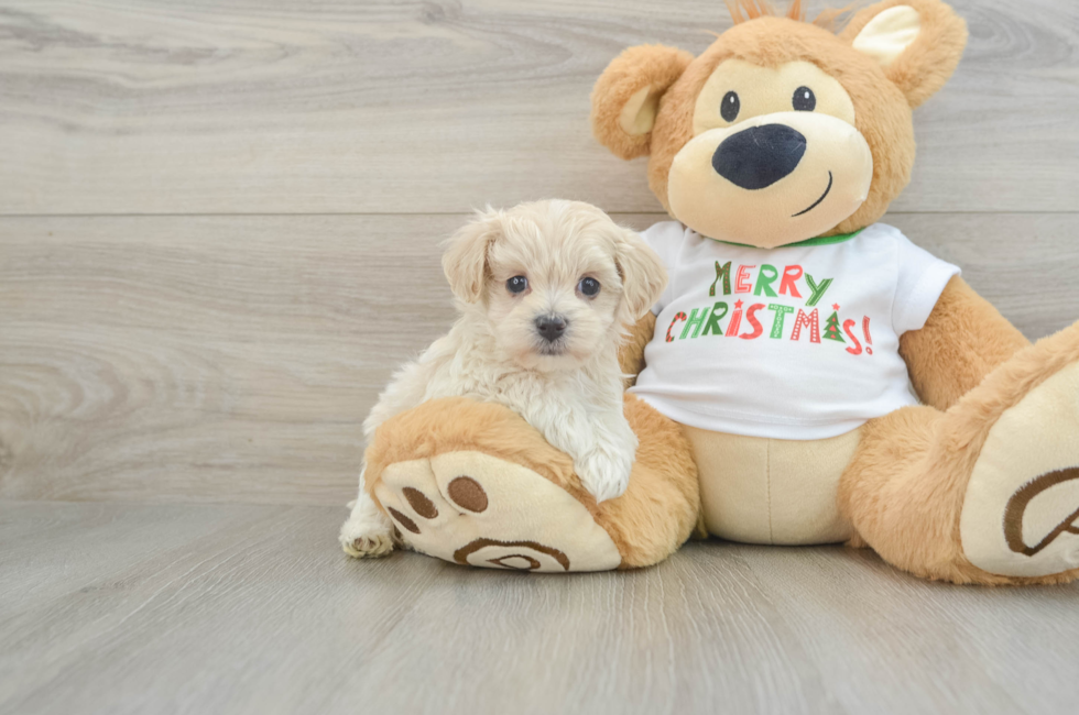 6 week old Maltipoo Puppy For Sale - Windy City Pups