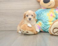 7 week old Maltipoo Puppy For Sale - Windy City Pups