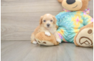 Best Maltipoo Baby