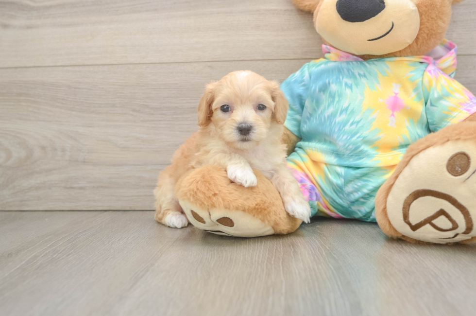 5 week old Maltipoo Puppy For Sale - Windy City Pups
