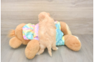 Best Maltipoo Baby