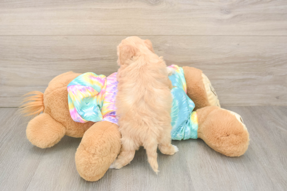 Best Maltipoo Baby