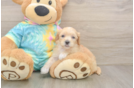 Cute Maltipoo Baby