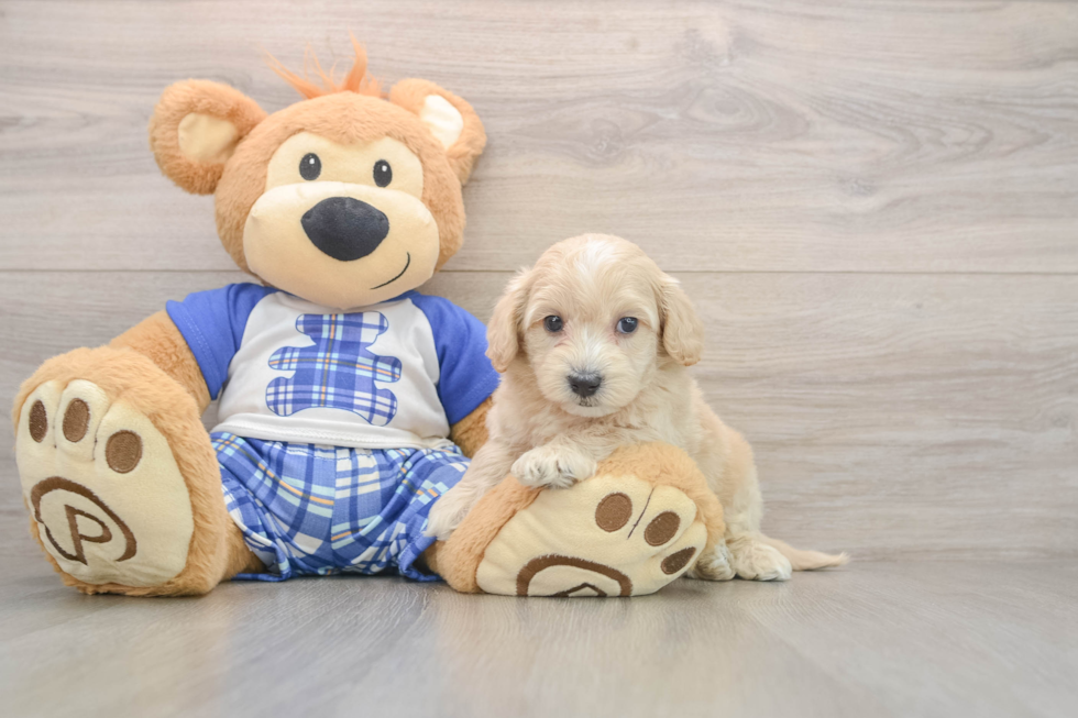 Little Malt a Poo Poodle Mix Puppy