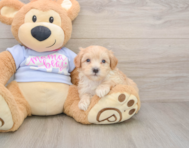 8 week old Maltipoo Puppy For Sale - Windy City Pups