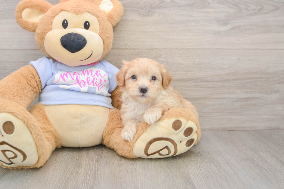 Little Multipoo Poodle Mix Puppy