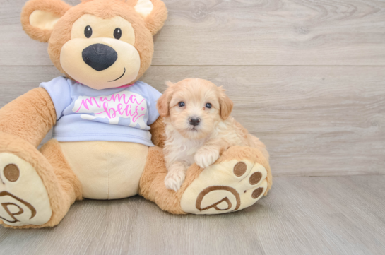 Little Multipoo Poodle Mix Puppy