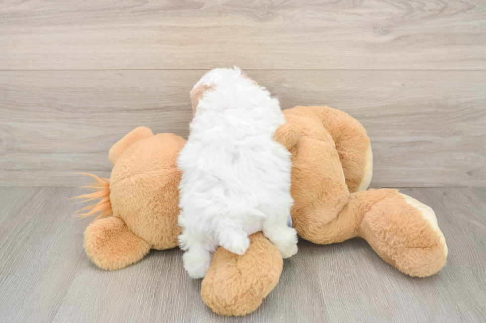 Maltipoo Puppy for Adoption