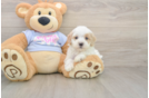 Maltipoo Puppy for Adoption