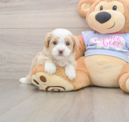 6 week old Maltipoo Puppy For Sale - Windy City Pups