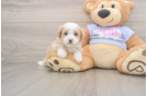 Best Maltipoo Baby
