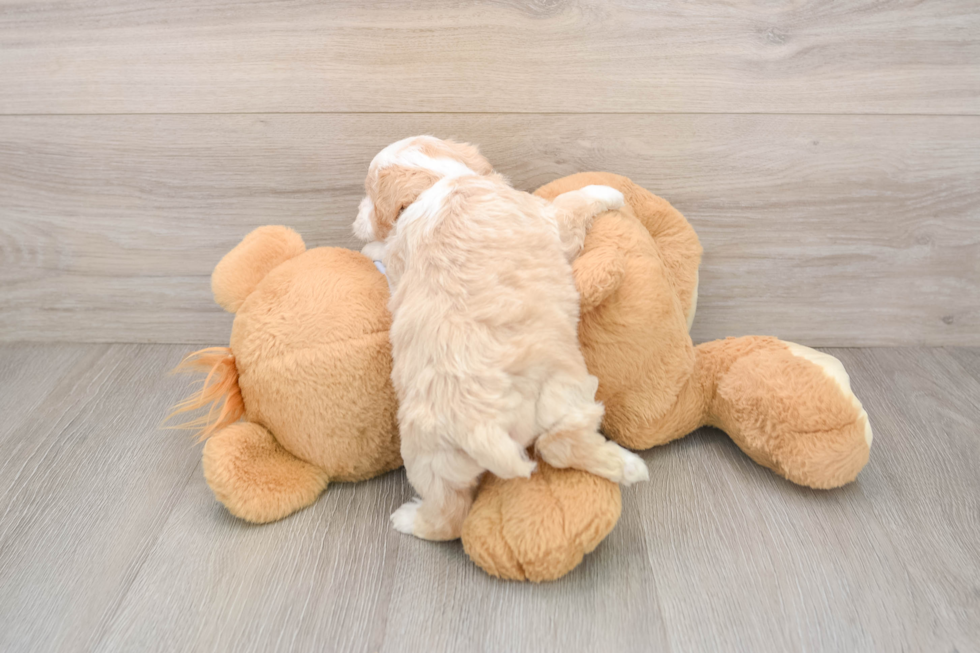 Playful Malt Oodle Poodle Mix Puppy