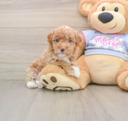 7 week old Maltipoo Puppy For Sale - Windy City Pups
