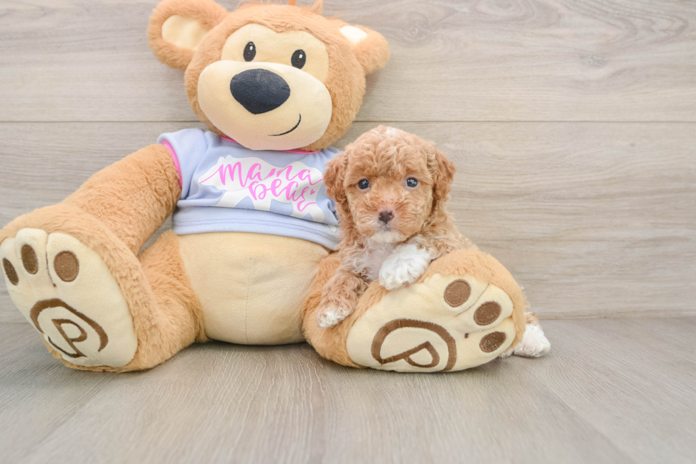 Best Maltipoo Baby