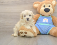 9 week old Maltipoo Puppy For Sale - Windy City Pups
