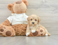 7 week old Maltipoo Puppy For Sale - Windy City Pups