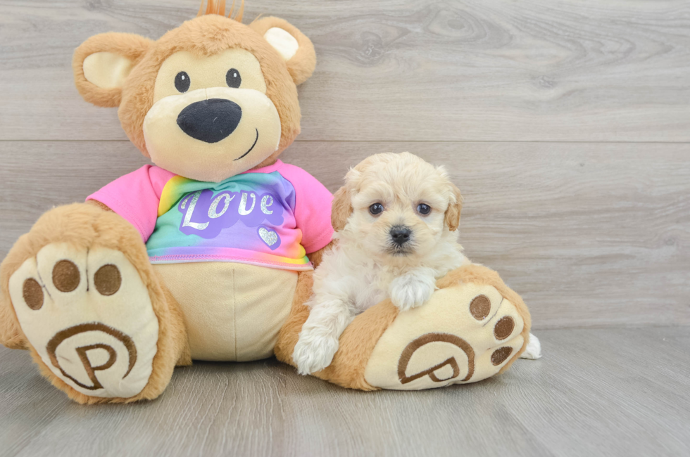 6 week old Maltipoo Puppy For Sale - Windy City Pups