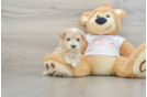 Popular Maltipoo Poodle Mix Pup