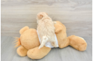 Best Maltipoo Baby
