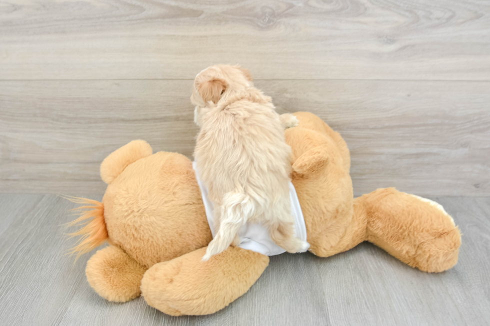 Best Maltipoo Baby