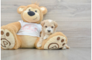 Best Maltipoo Baby