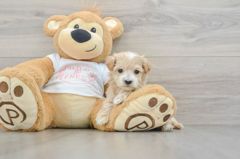 Best Maltipoo Baby
