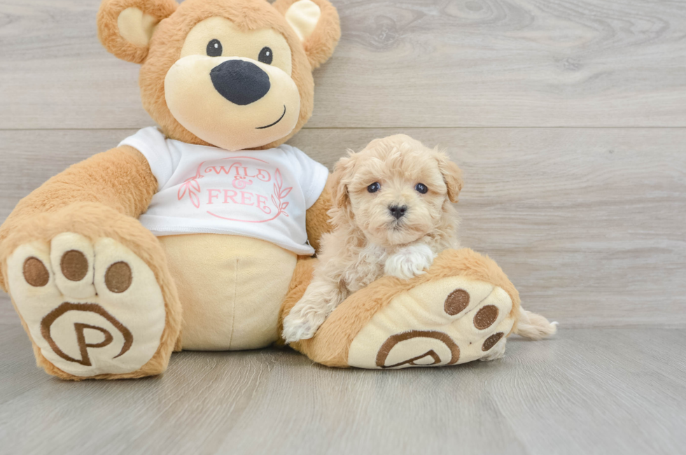 6 week old Maltipoo Puppy For Sale - Windy City Pups