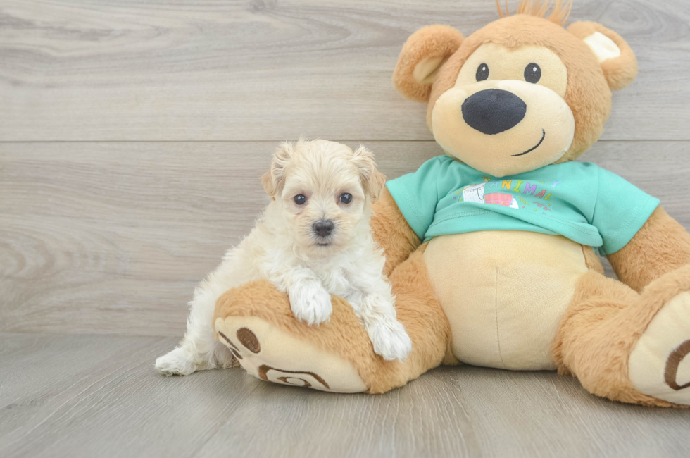7 week old Maltipoo Puppy For Sale - Windy City Pups