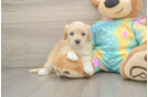 Small Maltipoo Baby
