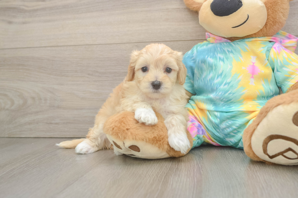 Small Maltipoo Baby