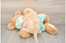 Playful Moodle Poodle Mix Puppy