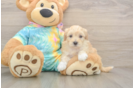 Maltipoo Puppy for Adoption