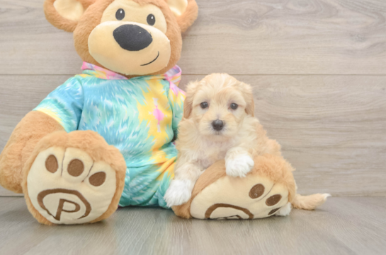 Maltipoo Puppy for Adoption