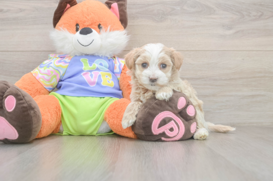 5 week old Maltipoo Puppy For Sale - Windy City Pups Best Maltipoo Baby
