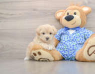 8 week old Maltipoo Puppy For Sale - Windy City Pups