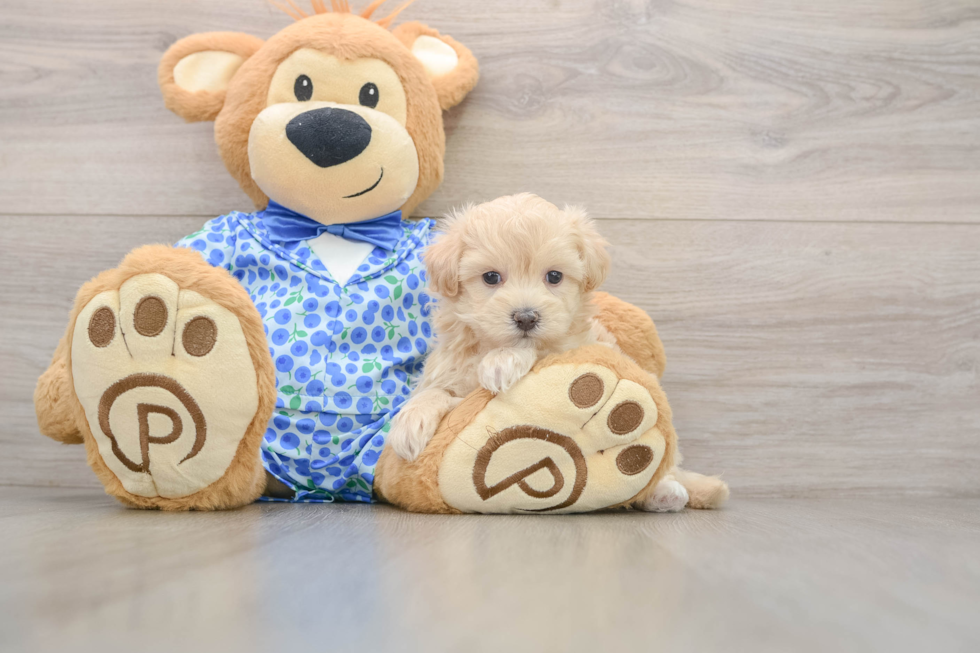Maltipoo Puppy for Adoption