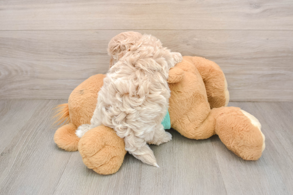 Funny Maltipoo Poodle Mix Pup