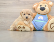 9 week old Maltipoo Puppy For Sale - Windy City Pups