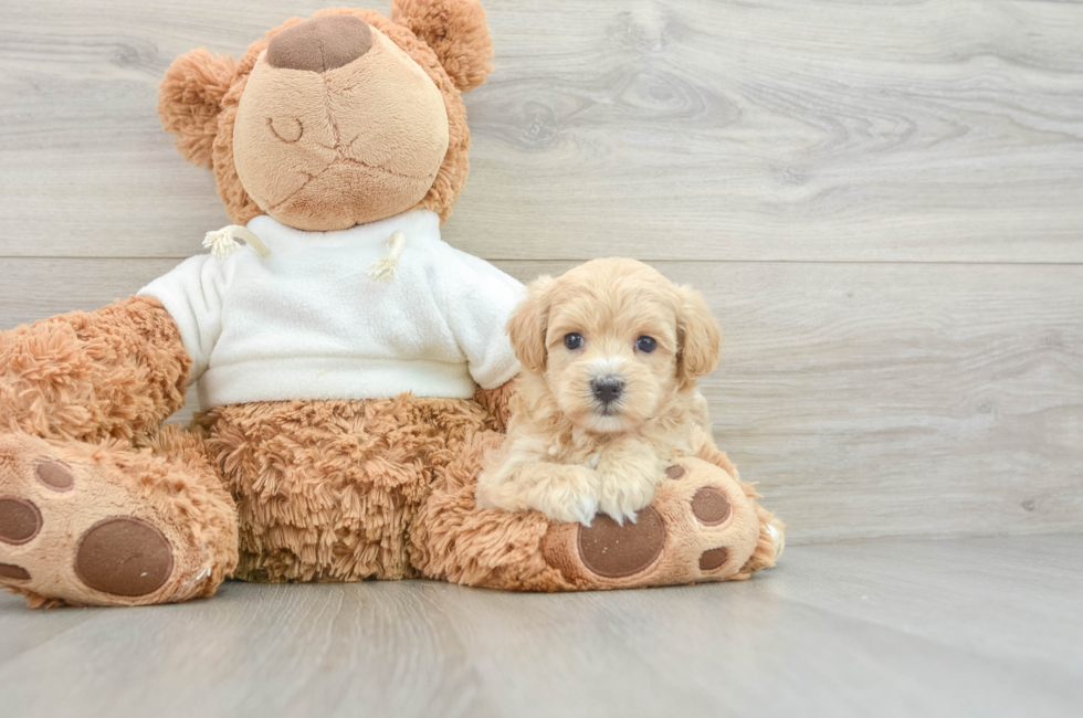 8 week old Maltipoo Puppy For Sale - Windy City Pups