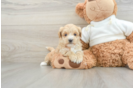 Best Maltipoo Baby