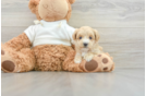 Sweet Maltipoo Baby