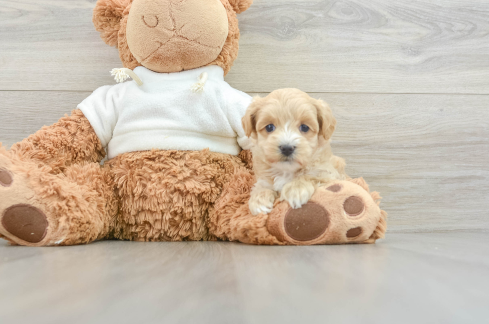 8 week old Maltipoo Puppy For Sale - Windy City Pups