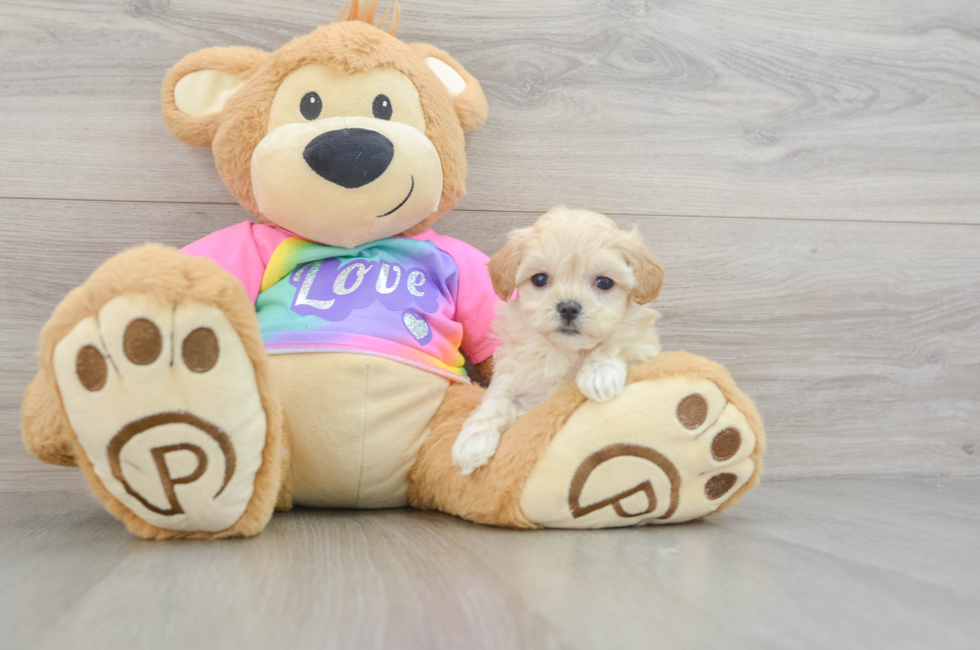 6 week old Maltipoo Puppy For Sale - Windy City Pups