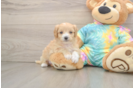 Smart Maltipoo Poodle Mix Pup
