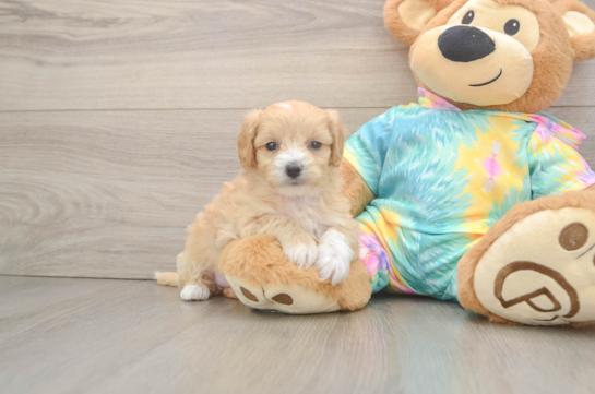 Smart Maltipoo Poodle Mix Pup
