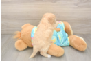 Maltipoo Puppy for Adoption
