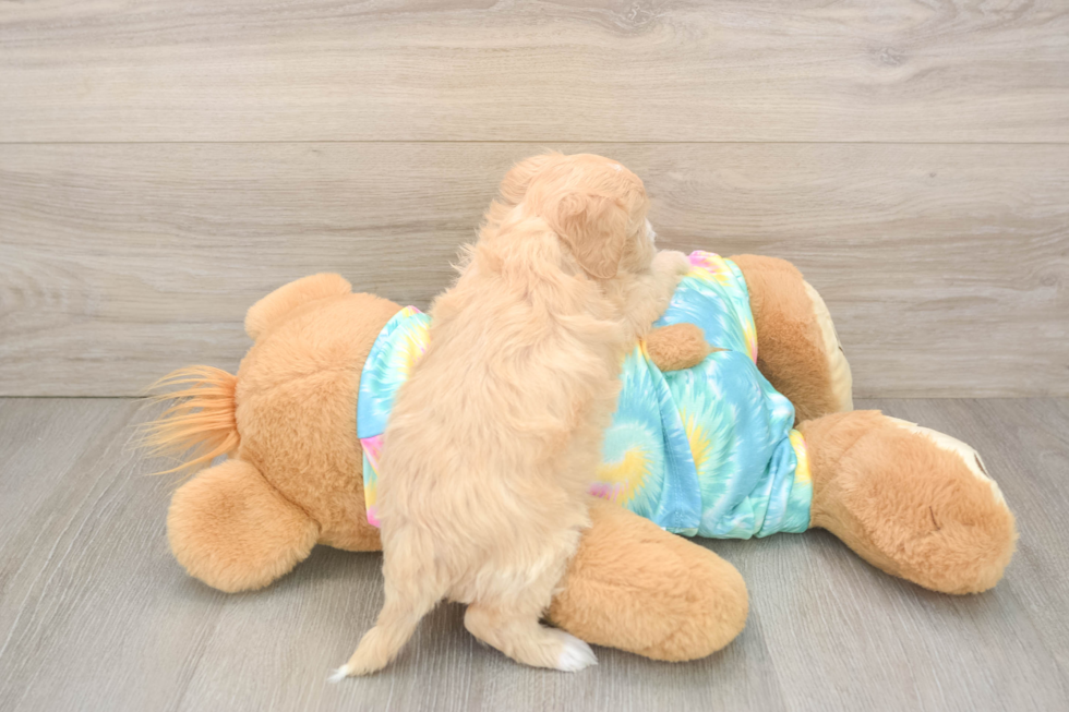 Maltipoo Puppy for Adoption