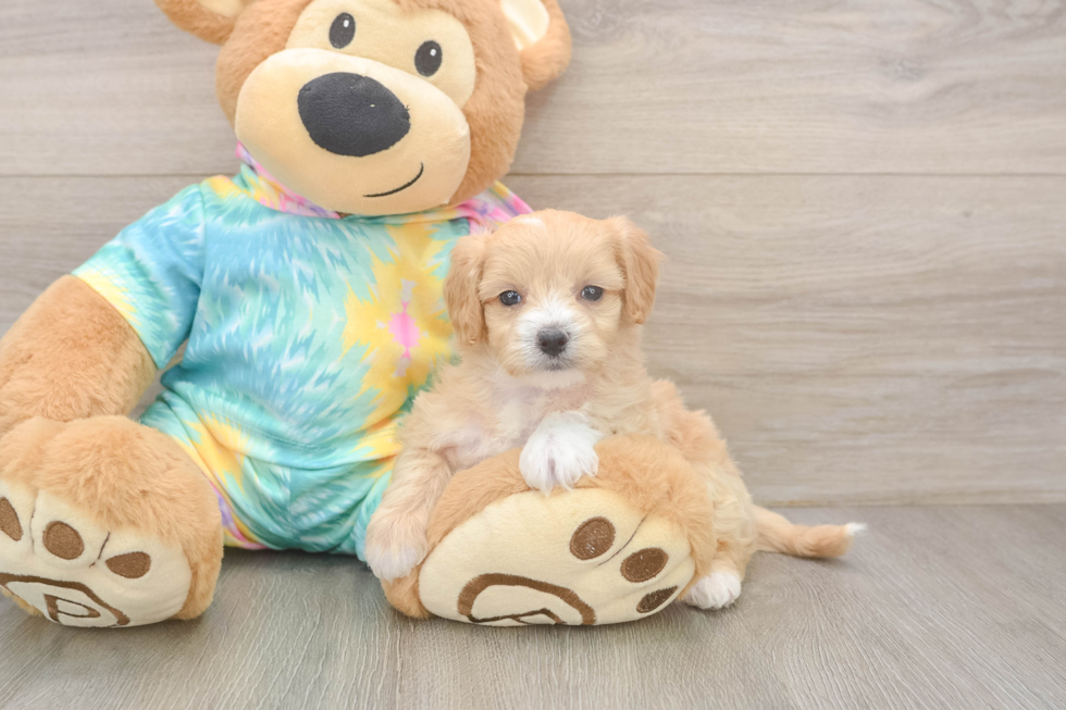 Maltipoo Pup Being Cute